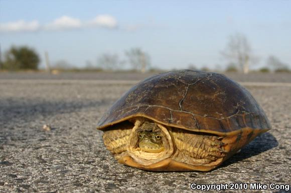 Western Chicken Turtle (Deirochelys reticularia miaria)