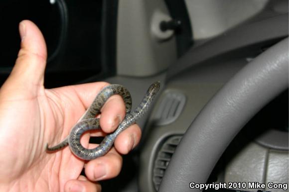 Tamaulipan Hook-nosed Snake (Ficimia streckeri)