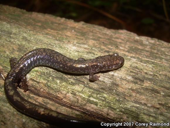 Woodland Salamanders (Plethodon)