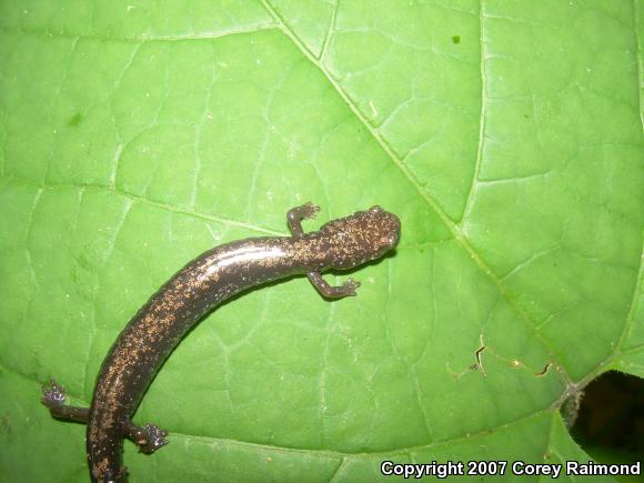 Woodland Salamanders (Plethodon)