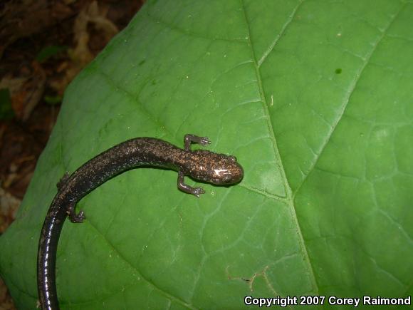 Woodland Salamanders (Plethodon)