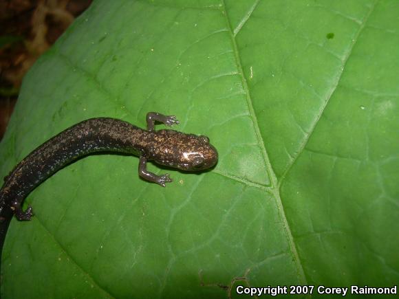 Woodland Salamanders (Plethodon)