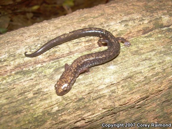 Woodland Salamanders (Plethodon)