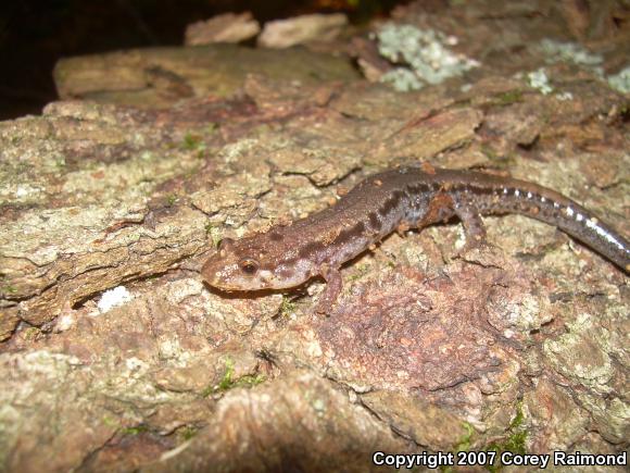 Blue Ridge Dusky Salamander (Desmognathus orestes)