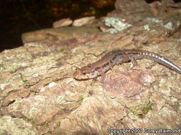 Blue Ridge Dusky Salamander (Desmognathus orestes)