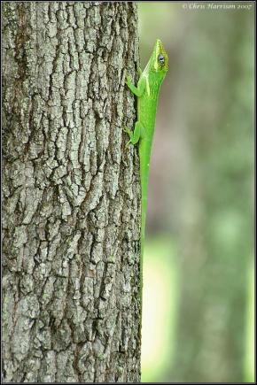 Western Knight Anole (Anolis equestris equestris)