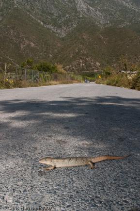 Texas Alligator Lizard (Gerrhonotus infernalis infernalis)