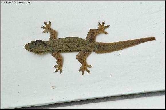 Flat-tailed House Gecko (Cosymbotus platyurus)