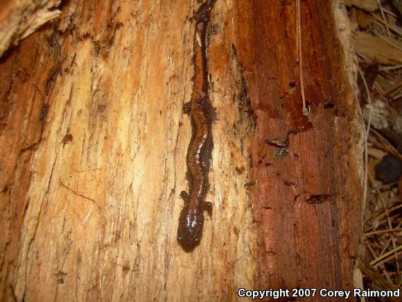 Eastern Red-backed Salamander (Plethodon cinereus)