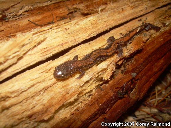 Eastern Red-backed Salamander (Plethodon cinereus)