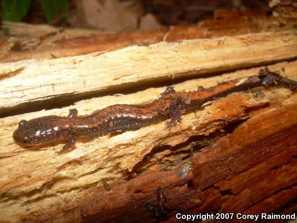 Eastern Red-backed Salamander (Plethodon cinereus)