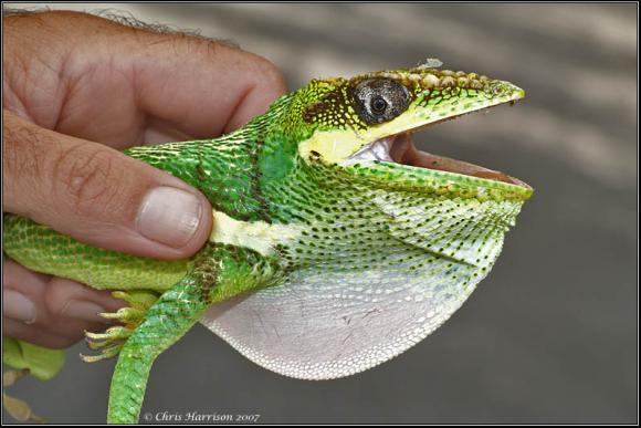 Western Knight Anole (Anolis equestris equestris)