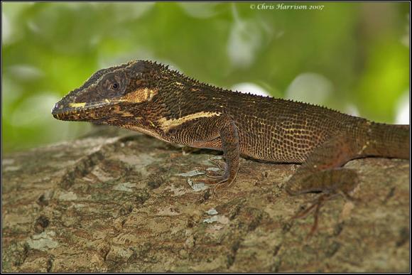 Western Knight Anole (Anolis equestris equestris)