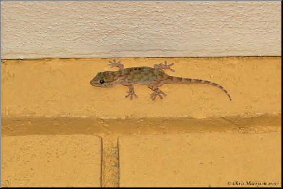 Ringed Wall Gecko (Tarentola annularis)