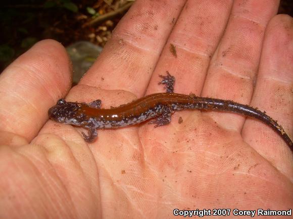 Yonahlossee Salamander (Plethodon yonahlossee)