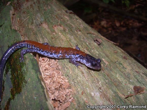 Yonahlossee Salamander (Plethodon yonahlossee)