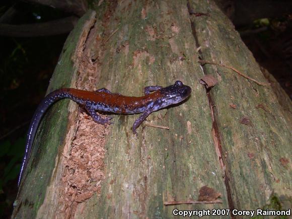 Yonahlossee Salamander (Plethodon yonahlossee)