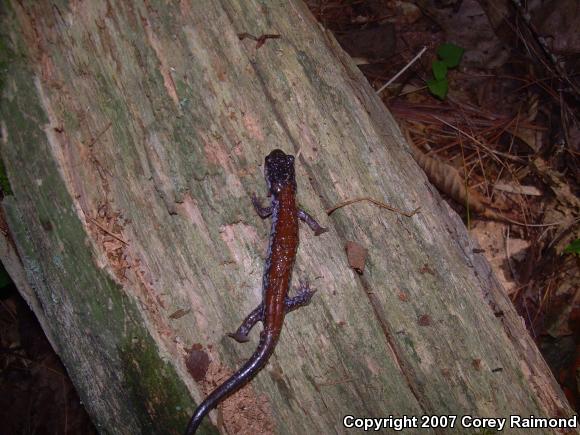 Yonahlossee Salamander (Plethodon yonahlossee)