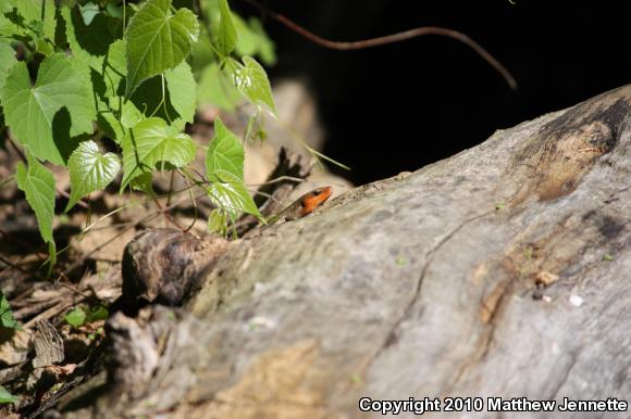 Five-lined Skink (Plestiodon fasciatus)