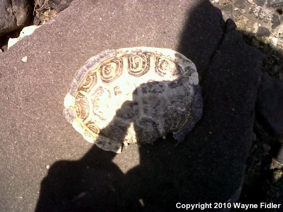 Carolina Diamond-backed Terrapin (Malaclemys terrapin centrata)