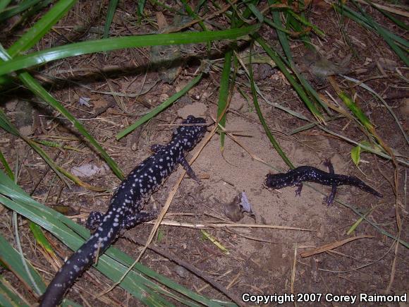 Northern Slimy Salamander (Plethodon glutinosus)