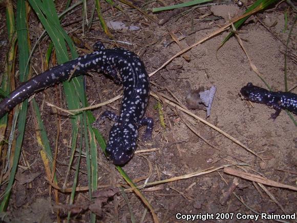 Northern Slimy Salamander (Plethodon glutinosus)