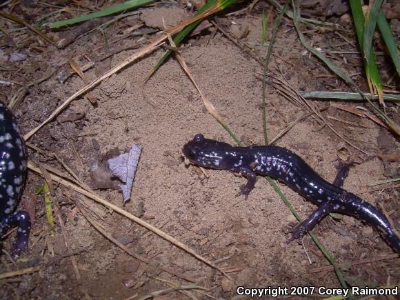 Northern Slimy Salamander (Plethodon glutinosus)