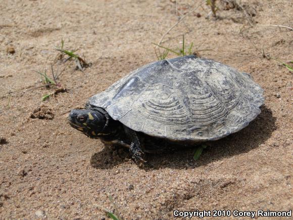 Ouachita Map Turtle (Graptemys ouachitensis ouachitensis)