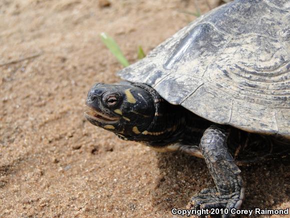 Ouachita Map Turtle (Graptemys ouachitensis ouachitensis)