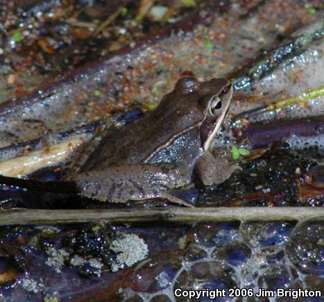 Wood Frog (Lithobates sylvaticus)