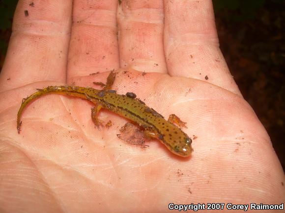 Blue Ridge Two-lined Salamander (Eurycea wilderae)