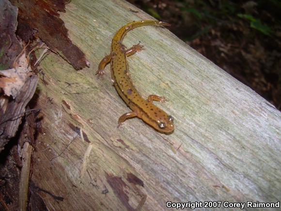 Blue Ridge Two-lined Salamander (Eurycea wilderae)