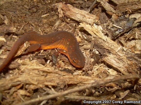 Red-Spotted Newt (Notophthalmus viridescens viridescens)