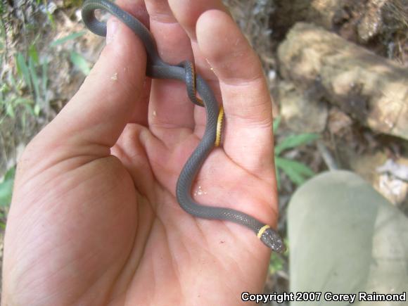 Northern Ring-necked Snake (Diadophis punctatus edwardsii)