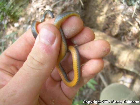 Northern Ring-necked Snake (Diadophis punctatus edwardsii)