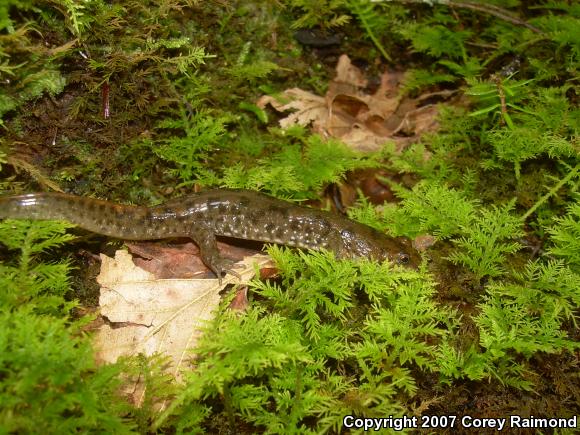 Seal Salamander (Desmognathus monticola)