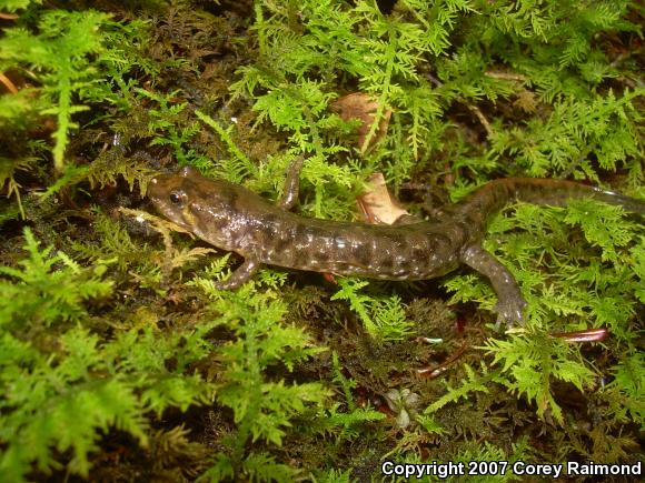 Seal Salamander (Desmognathus monticola)