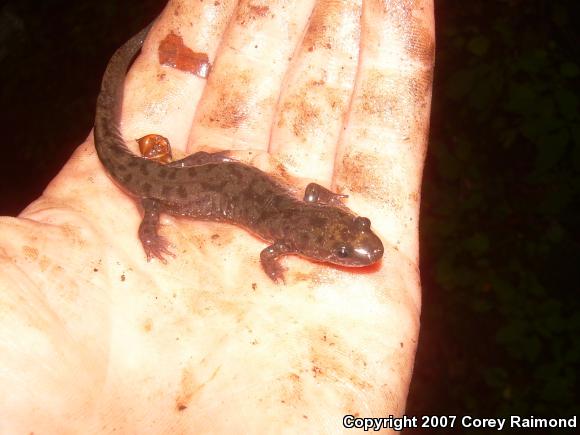 Seal Salamander (Desmognathus monticola)