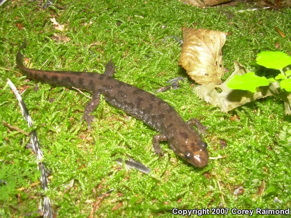 Seal Salamander (Desmognathus monticola)