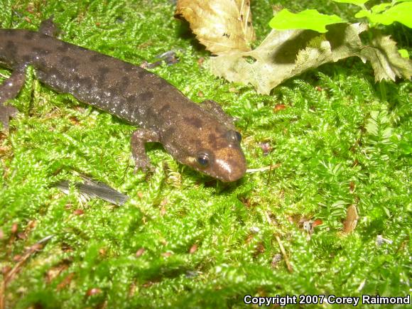 Seal Salamander (Desmognathus monticola)