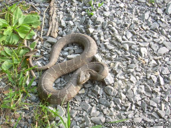 Northern Watersnake (Nerodia sipedon sipedon)