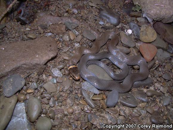 Ring-necked Snake (Diadophis punctatus)