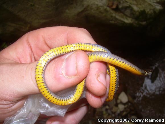 Ring-necked Snake (Diadophis punctatus)