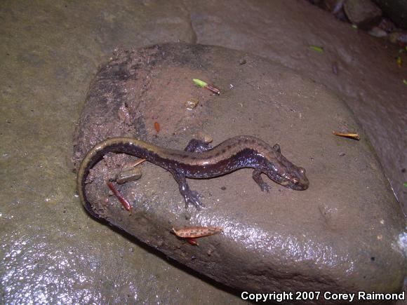 Allegheny Mountain Dusky Salamander (Desmognathus ochrophaeus)