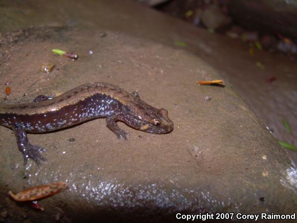 Allegheny Mountain Dusky Salamander (Desmognathus ochrophaeus)