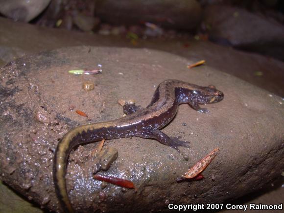 Allegheny Mountain Dusky Salamander (Desmognathus ochrophaeus)