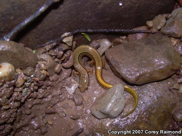 Northern Two-lined Salamander (Eurycea bislineata)