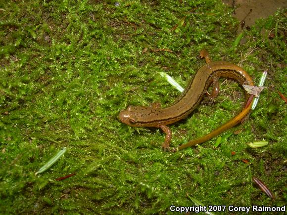 Northern Two-lined Salamander (Eurycea bislineata)