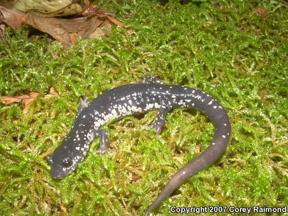 Northern Slimy Salamander (Plethodon glutinosus)