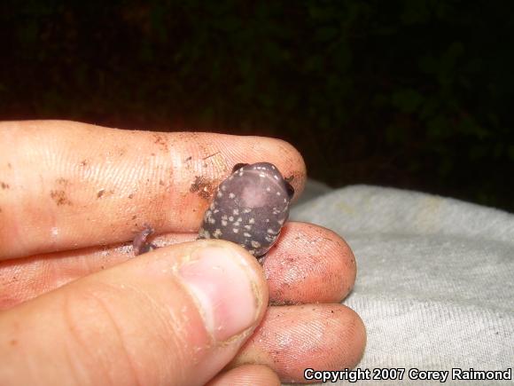 Northern Slimy Salamander (Plethodon glutinosus)